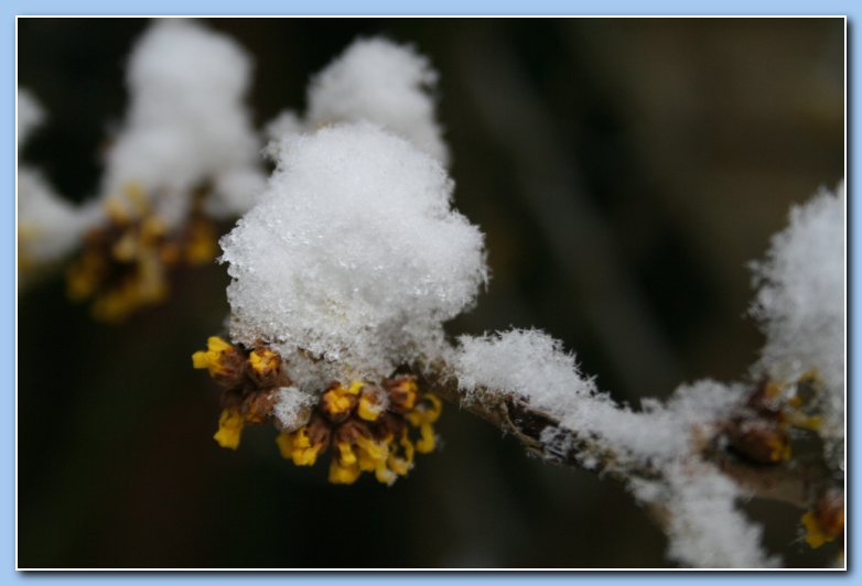 Arnhem Snow 058